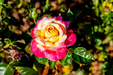 Love & Peace rose flower in the field. Scientific name: Rosa  'Love & Peace'. Flower bloom Color:...