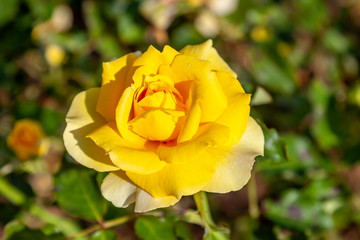 Gold Badge, Cl. rose flower in the field. Scientific name: Rosa 'Gold Badge, Cl.'. Flower bloom Color: Medium yellow. 