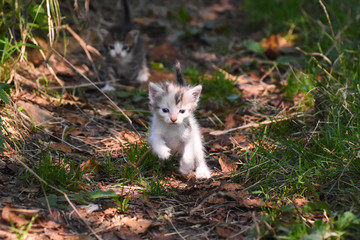 Naklejka na ściany i meble Curious little kitten play in the grass. Little kitty play outside