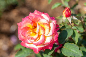 Dream Come True rose with water drops in the field. Scientific name: Rosa 'Dream Come True'. Flower bloom Color: Yellow with cerise pink edges