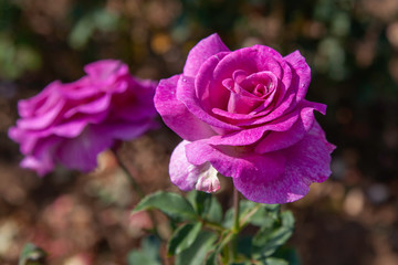 Melody Parfumee rose with water drops in the field. Scientific name: Rosa ' Melody Parfumee' . Flower bloom Color: Mauve and mauve blend