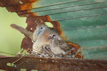 Dove's nest.