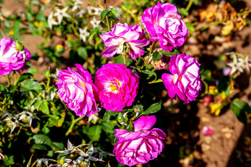 Outta the Blue rose flowers  with water drops in the field. Scientific name: Rosa 'Outta the Blue'. Flower bloom Color: Mauve and mauve blend