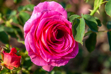Gentle Giant rose flower in the field. Scientific name: Rosa ' Gentle Giant '. Flower bloom Color: Cerise pink with yellow base