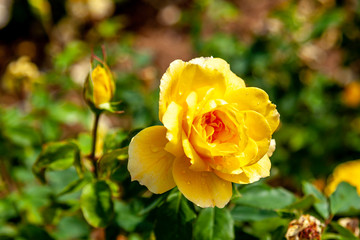 Ch-Ching! rose flower in the field. Scientific name: Rosa 'Ch-Ching!'
Flower bloom Color: Deep yellow
