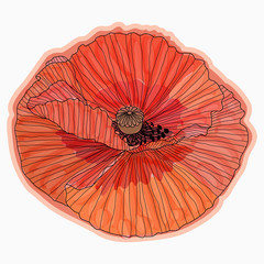 Ink, pencil, watercolor poppy flower sketch. Hand drawn nature painting.