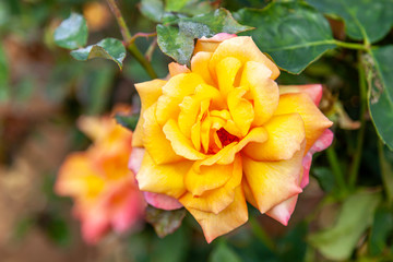 Glowing Peace rose flower in the field. 