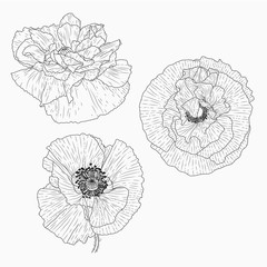 California poppy flowers drawn and sketch with line-art on white backgrounds.