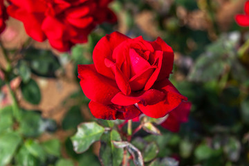 John S. Armstrong rose flower in the field, Ontario, Canada. Scientific name: Rosa 'John S. Armstrong'. 
Flower bloom Color: Medium red. 