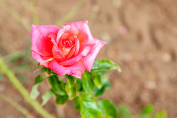 Princesse de Monaco rose flower in the field. Scientific name: Rosa 'Princesse de Monaco'. Flower bloom Color: White blend, with pink edges