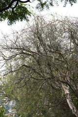 Dry tree