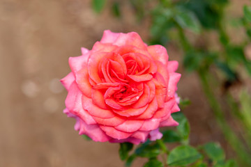 Princesse de Monaco rose flower in the field. Scientific name: Rosa 'Princesse de Monaco'. Flower bloom Color: White blend, with pink edges