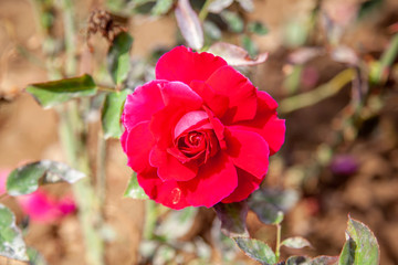 M.S. Hershey rose flower in the field, Ontario, Canada. Scientific name: Rosa 'M.S. Hershey'. Flower bloom Color: Dark red