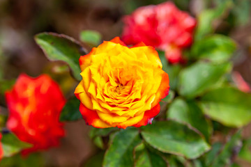 Charisma rose flower in the field, Ontario, Canada. Scientific name: Rosa 'Charisma'. Flower bloom Color: Red/orange/yellow blend. 