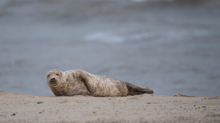Fototapeta premium seal on the beach in winter
