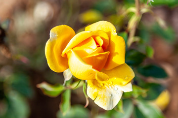 Golden Scepter rose flower in the field. Scientific name: Rosa ' Golden Scepter'. Flower bloom Color: Deep yellow