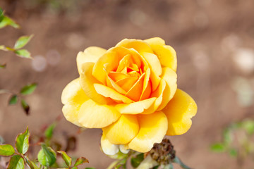 Golden Scepter rose flower in the field. Scientific name: Rosa ' Golden Scepter'. Flower bloom Color: Deep yellow