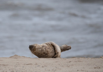seal on the beach in winter