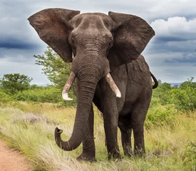 Fotobehang Olifanten in het Kruger National Park Zuid-Afrika © Sheldrickfalls