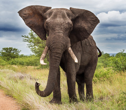 Elephants in the Kruger National Park South Africa 