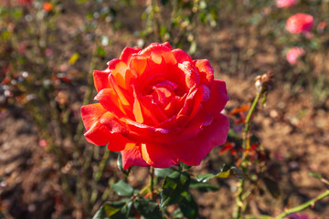 Lasting Peace rose flower in the field. Scientific name: Rosa 'Lasting Peace'. Flower bloom Color: Orange and orange blend