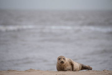 seal on the beach in winter