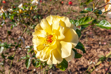 Golden Showers climbing rose flower in the field. Scientific name: Rosa 'Golden Showers'.
Flower bloom Color: Medium yellow. 