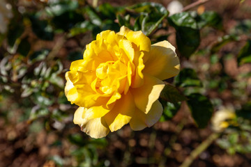 Golden Showers climbing rose flower in the field. Scientific name: Rosa 'Golden Showers'.
Flower bloom Color: Medium yellow. 