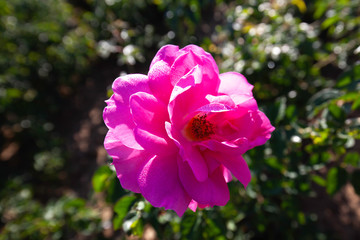 Felix Leclerc rose flower in the field, Ontario, Canada. Flower bloom Color: Medium pink. 