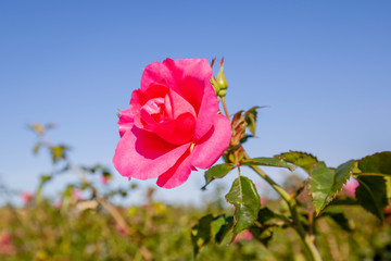 Felix Leclerc rose flower in the field, Ontario, Canada. Flower bloom Color: Medium pink. 