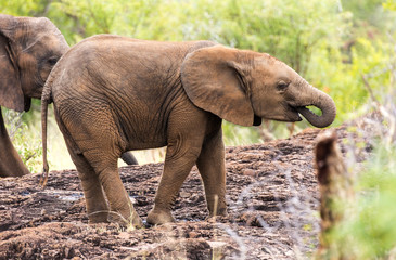 Elephants in the Kruger National Park South Africa 