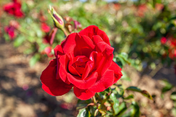Peggy Rockefeller rose flower in the field, Ontario, Canada. Flower bloom Color: Dark red