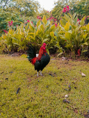  rooster in a park with green background
