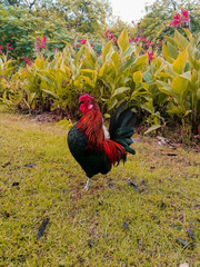  rooster in a park with green background