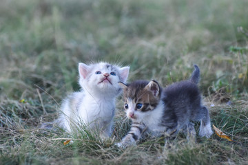 Naklejka na ściany i meble Two little kittens in the green grass. Little kitties play outside