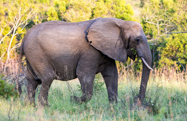 Elephants in the Kruger National Park South Africa 