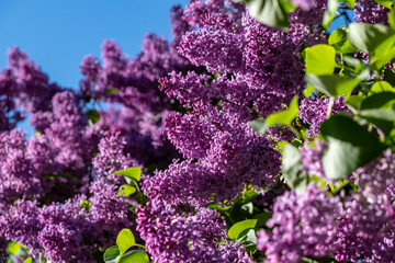 Purple lilac