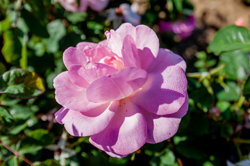 Peachy Knock Out rose flower in the field, Ontario, Canada. Scientific name: Rosa 'Peachy Knock Out'. Flower bloom Color: shell pink