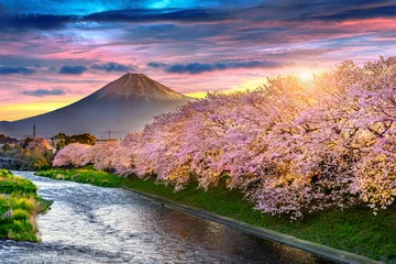 Photo sur Plexiglas Mont Fuji Fleurs de cerisier et montagne Fuji au printemps au lever du soleil, Shizuoka au Japon.