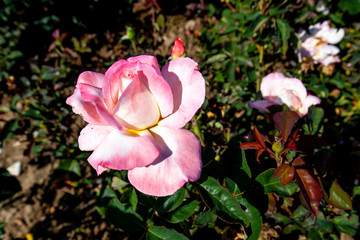 Secret rose flower in the field. Scientific name: Rosa 'Secret'
Flower bloom Color: Creamy white, with rose-pink edge
