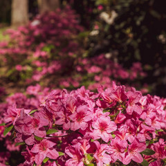 flowers in the forest