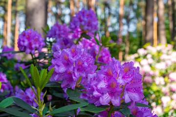flowers in the forest