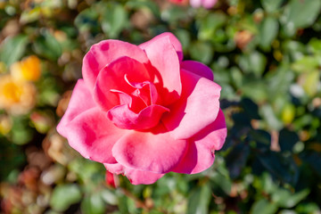 Belle Danielle rose flower in the field, Ontario, Canada. Flower bloom Color: pink