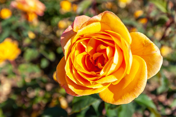 Strike It Rich rose flower in the field. Scientific name: Rosa 'Strike It Rich'. 
Flower bloom Color: Golden yellow, with copper shading, flushed with pink