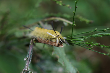 Insect on a leaf