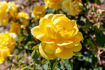 Mellow Yellow rose flower in the field. Scientific name: Rosa 'Mellow Yellow'.  Flower bloom Color: Deep yellow.