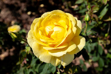 Mellow Yellow rose flower in the field. Scientific name: Rosa 'Mellow Yellow'.  Flower bloom Color: Deep yellow.