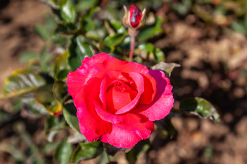 Dizzy Heights rose flower in the field. Scientific name: Rosa 'Dizzy Heights'.  Flower bloom Color: red.  