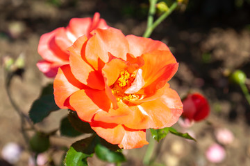 Marmalade Skies rose flower in the field. Scientific name: Rosa 'Marmalade Skies'.  Flower bloom Color: Orange and orange blend. 
