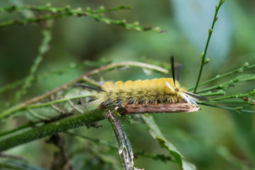 Insect on a leaf